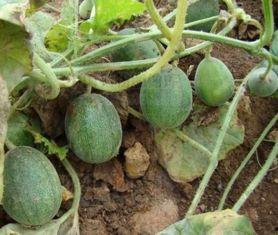 农村吃瓜照片,瓜田里的欢乐时光